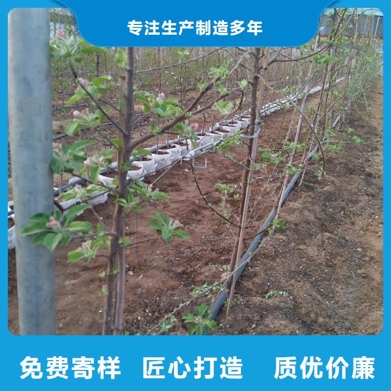 紅富士蘋果苗全國發貨/軒園園藝場