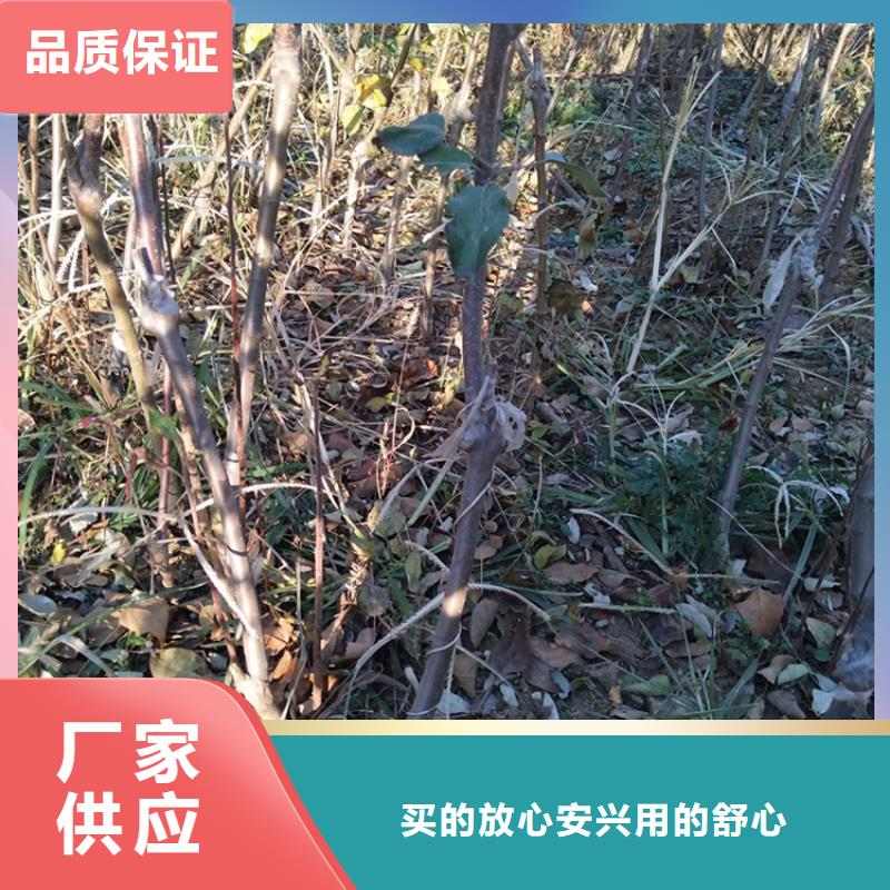 石榴树视频-石榴树_江西省上饶市市场覆盖婺源|广丰|吉安|九江|景德镇|萍乡|宜春|抚州等