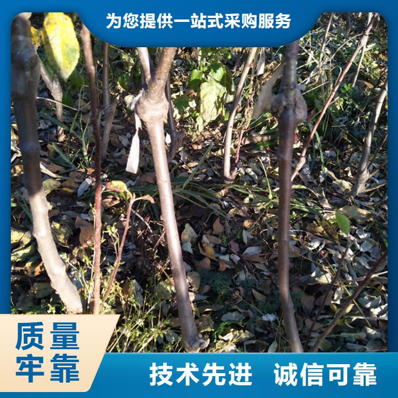 石榴树视频-鄱阳|广丰|吉安|景德镇|赣州|宜春|抚州轩园石榴树_ 轩园园艺场(上饶市分公司)