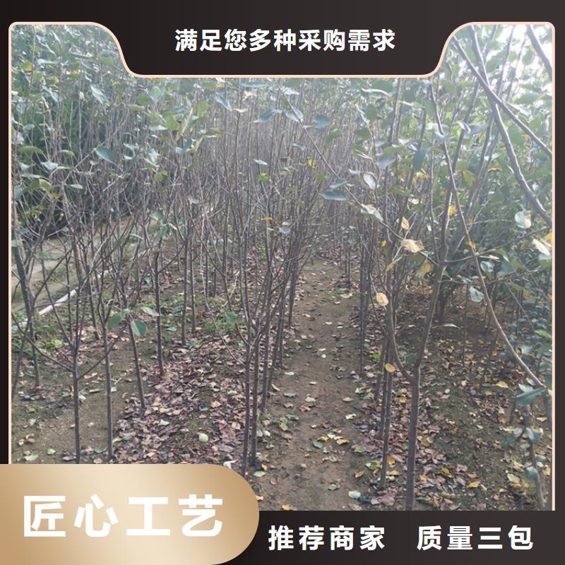 【苹果樱桃苗好厂家有担当】