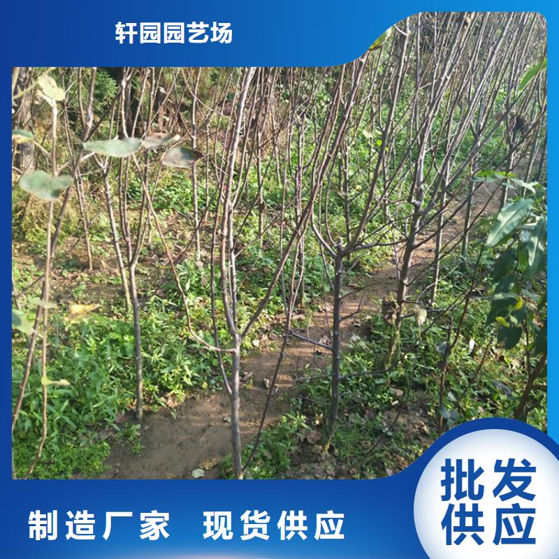 蘋果蘋果苗專業(yè)生產(chǎn)團(tuán)隊(duì)