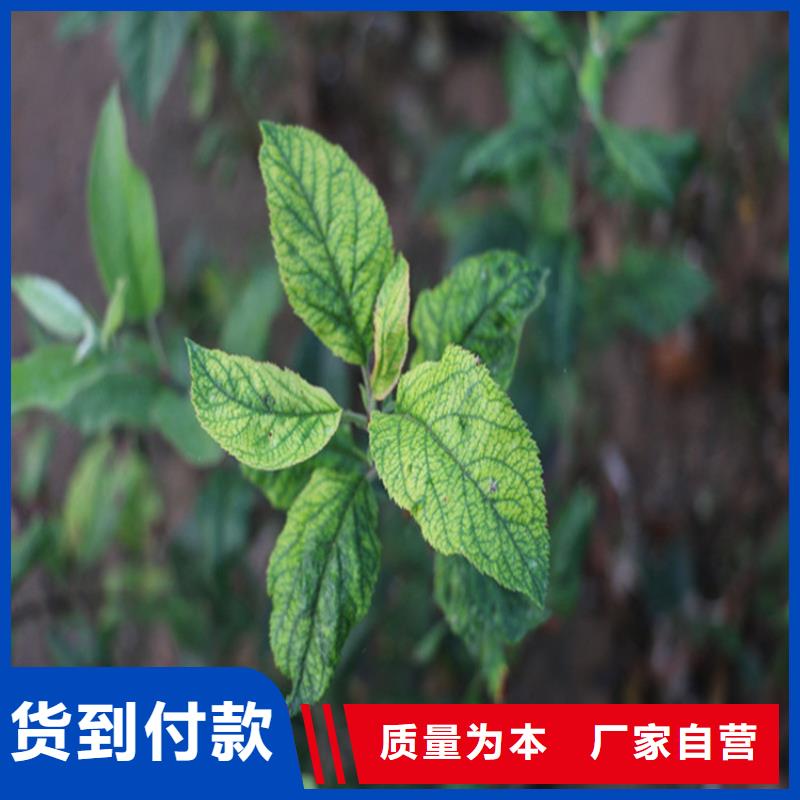 石榴树视频-鄱阳|广丰|吉安|景德镇|赣州|宜春|抚州轩园石榴树_ 轩园园艺场(上饶市分公司)