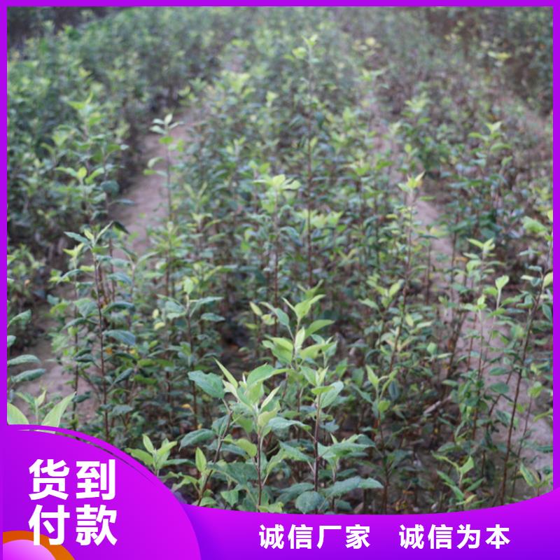 石榴树视频-鄱阳|广丰|吉安|景德镇|赣州|宜春|抚州轩园石榴树_ 轩园园艺场(上饶市分公司)
