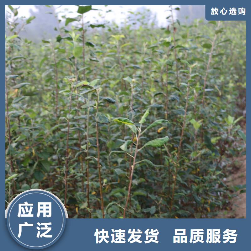 石榴树视频-鄱阳|广丰|吉安|景德镇|赣州|宜春|抚州轩园石榴树_ 轩园园艺场(上饶市分公司)