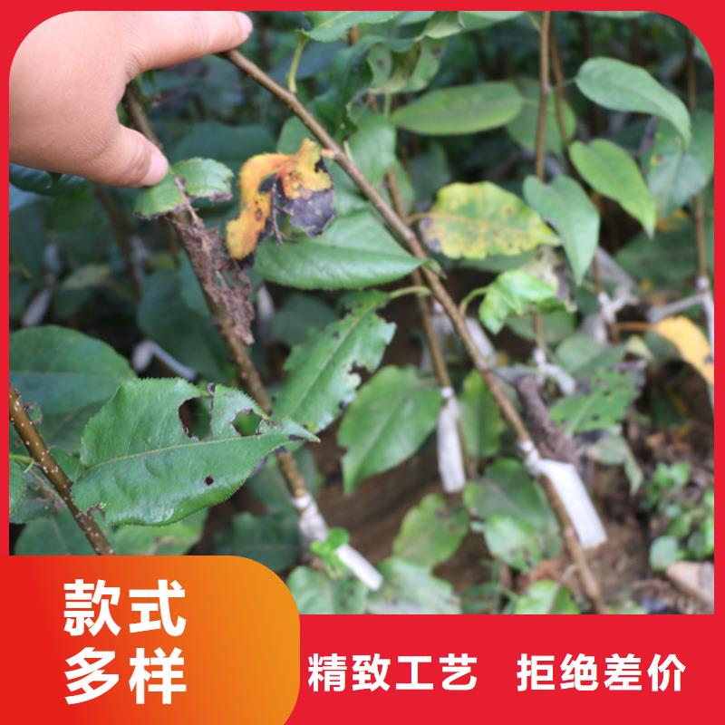 苹果,葡萄苗拥有核心技术优势