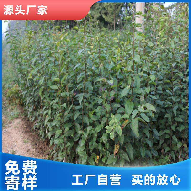 石榴树视频-陆丰|海丰|江门|阳江|茂名|惠州石榴树大品牌值得信赖-轩园园艺场(汕尾市分公司)