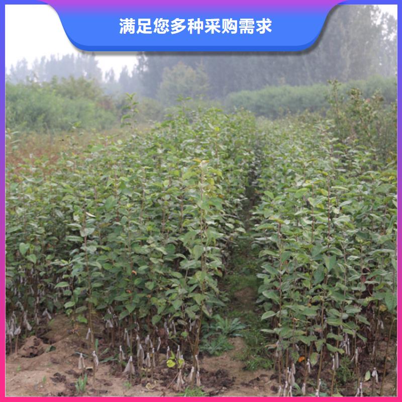 【蘋果蘋果苗一站式采購商家】