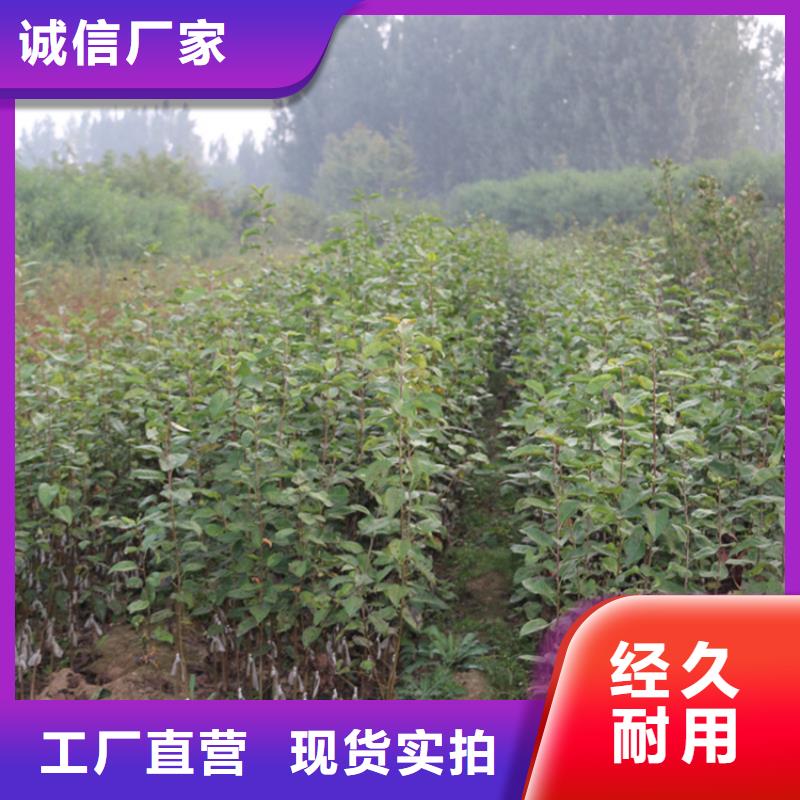 石榴树视频-陆丰|海丰|江门|阳江|茂名|惠州石榴树大品牌值得信赖-轩园园艺场(汕尾市分公司)