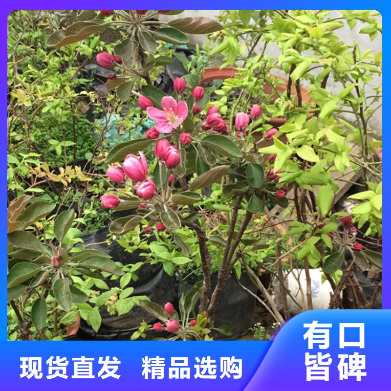 石榴树视频-石榴树_江西省上饶市市场覆盖婺源|广丰|吉安|九江|景德镇|萍乡|宜春|抚州等