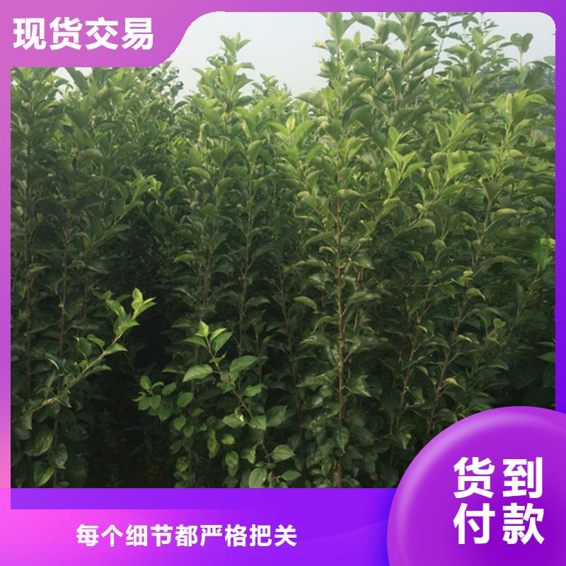 蘋果桃樹苗買的放心安興用的舒心