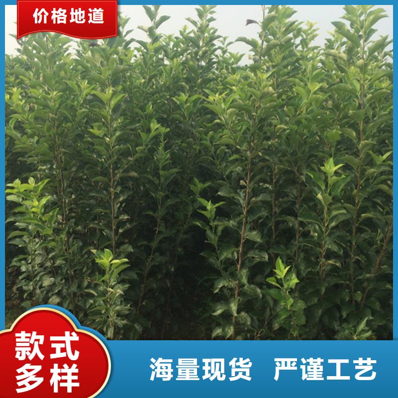 石榴树视频-鄱阳|广丰|吉安|景德镇|赣州|宜春|抚州轩园石榴树_ 轩园园艺场(上饶市分公司)