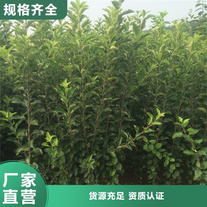 石榴树视频-鄱阳|广丰|吉安|景德镇|赣州|宜春|抚州轩园石榴树_ 轩园园艺场(上饶市分公司)