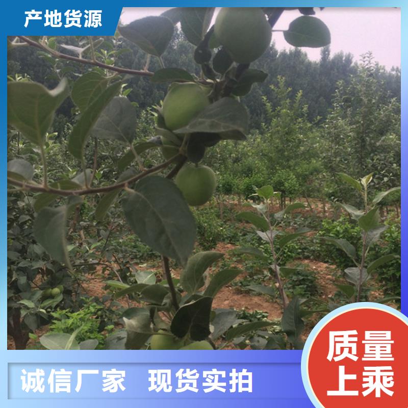 石榴树视频-鄱阳|广丰|吉安|景德镇|赣州|宜春|抚州轩园石榴树_ 轩园园艺场(上饶市分公司)