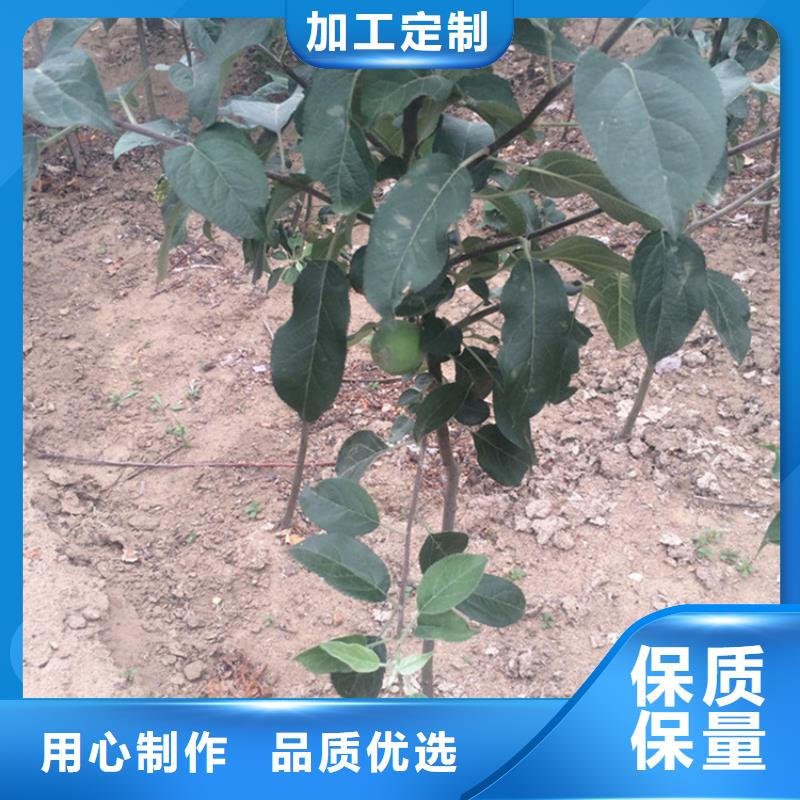 紅富士蘋果苗全國發貨/軒園園藝場