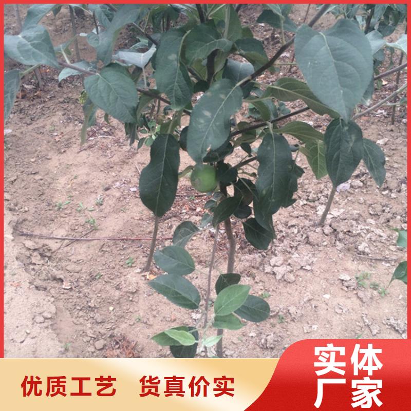 石榴树视频-鄱阳|广丰|吉安|景德镇|赣州|宜春|抚州轩园石榴树_ 轩园园艺场(上饶市分公司)