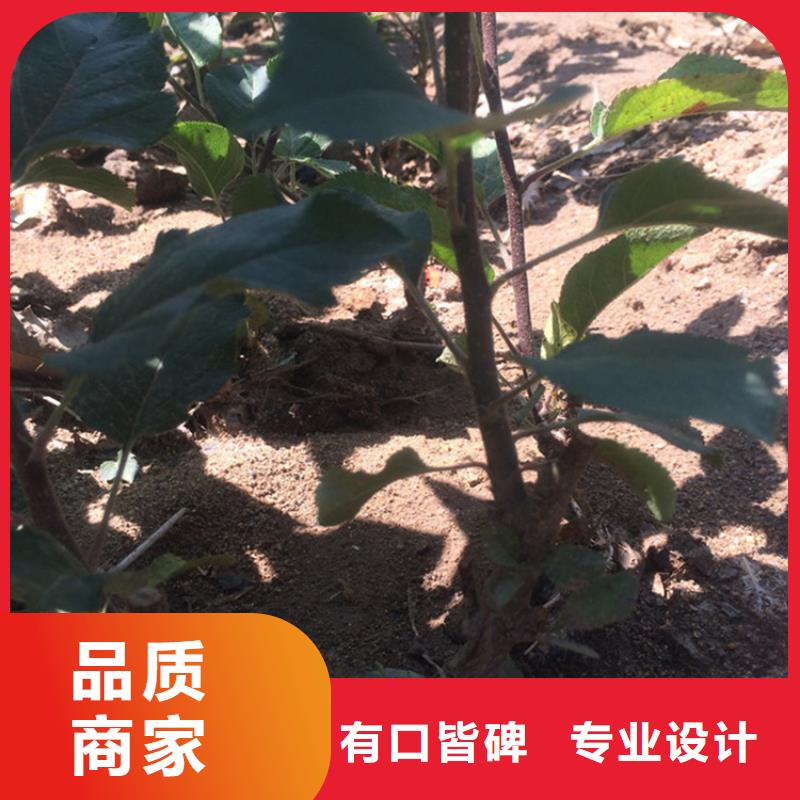 紅富士蘋果苗全國發貨/軒園園藝場