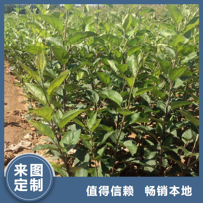 蘋果_石榴苗貼心服務(wù)