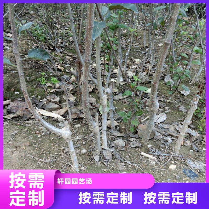 紅富士蘋果苗全國發貨/軒園園藝場