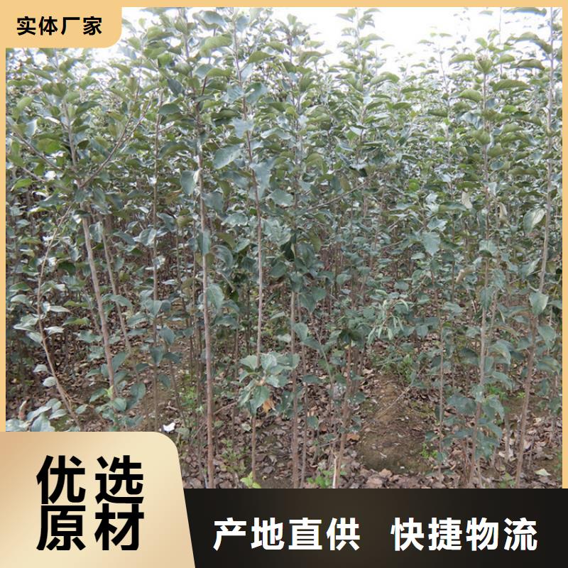 苹果,葡萄苗拥有核心技术优势