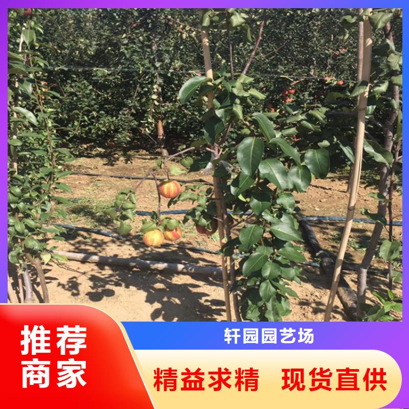 新品種梨樹苗一畝地多少棵/軒園園藝場