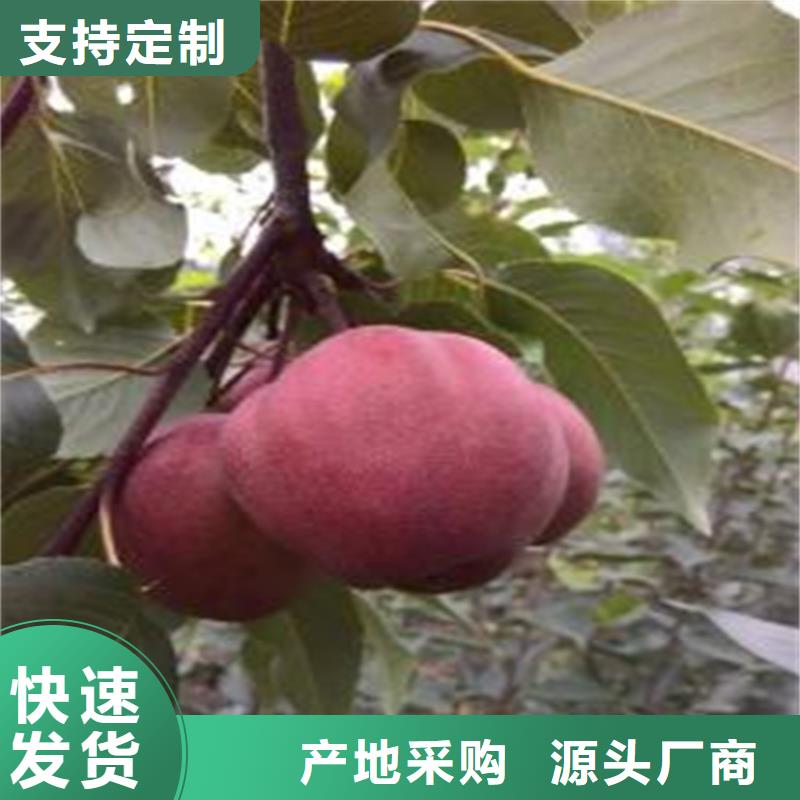 梨樹櫻桃苗好產品有口碑