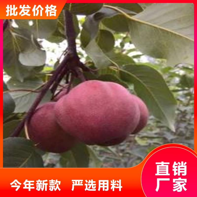 三紅梨樹苗種植管理技術