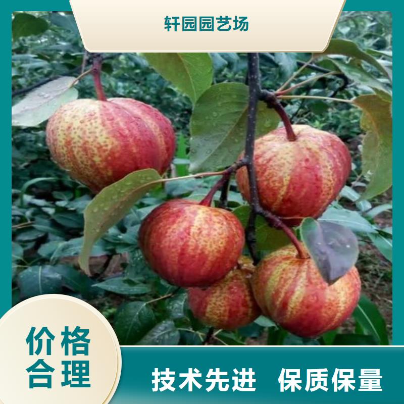 梨樹【櫻桃苗】工期短發貨快