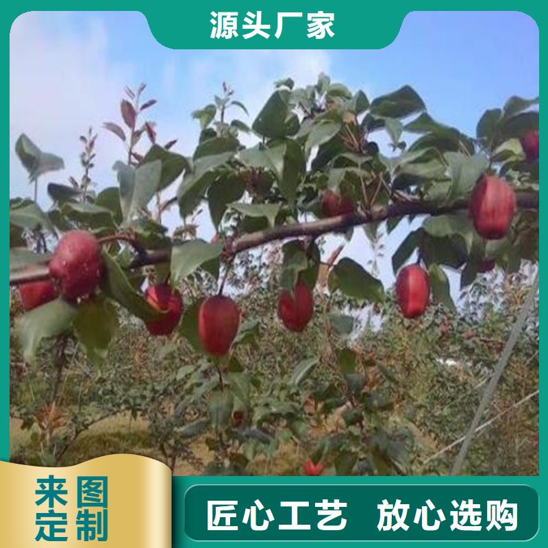 嫁接梨樹苗經濟效益