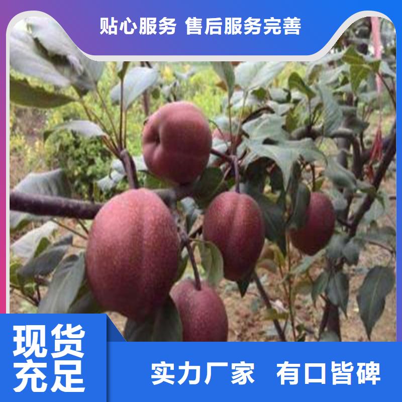 梨苗歡迎咨詢