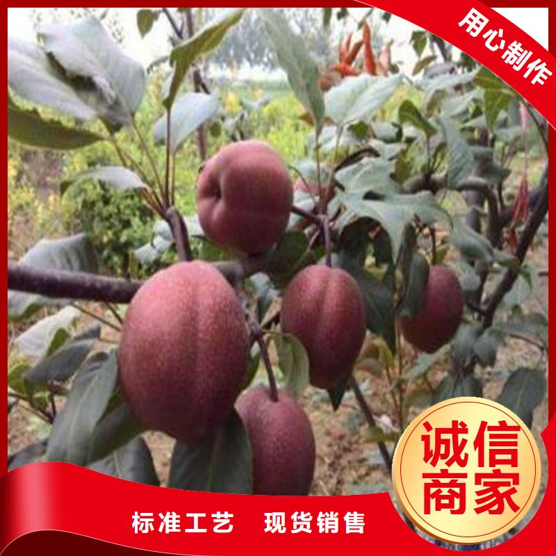梨樹蘋果苗實力廠商