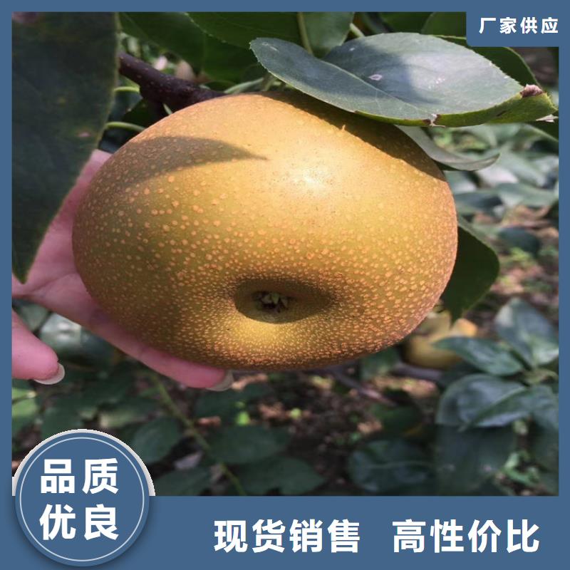 【梨樹蘋果苗工廠直營】