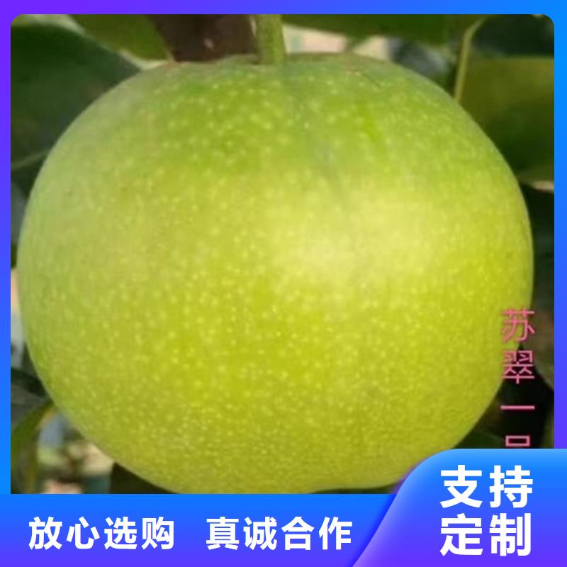 嫁接梨樹苗經濟效益