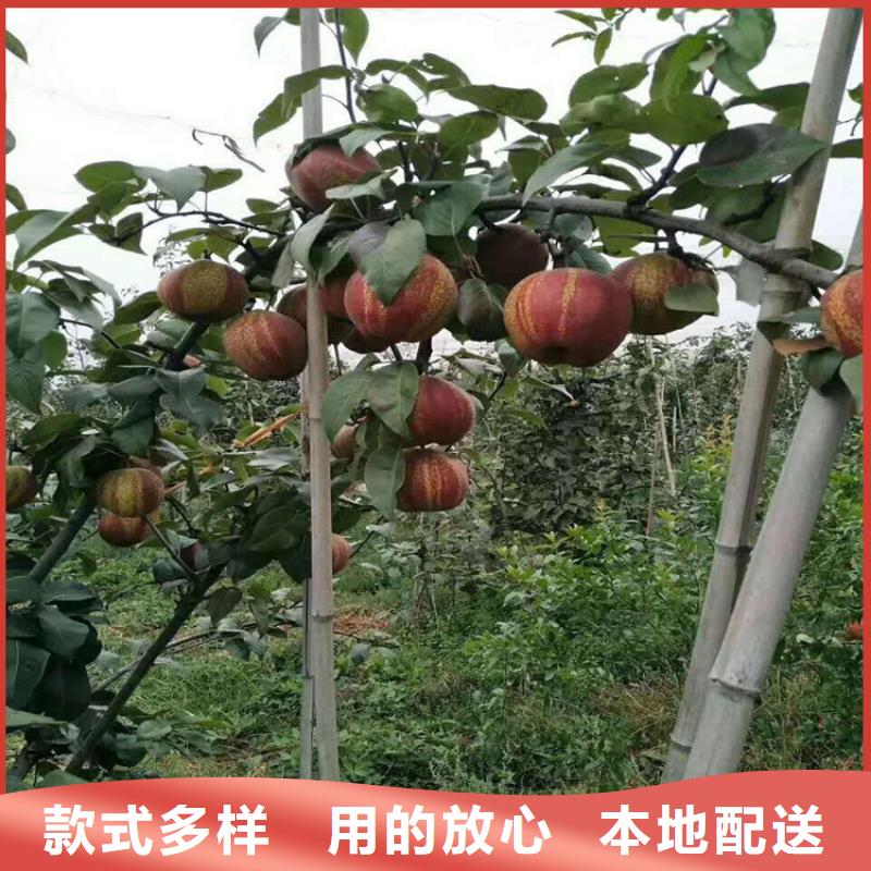彩虹梨樹苗價格