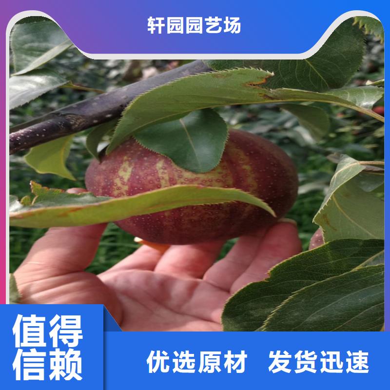 梨樹櫻桃苗好產品有口碑
