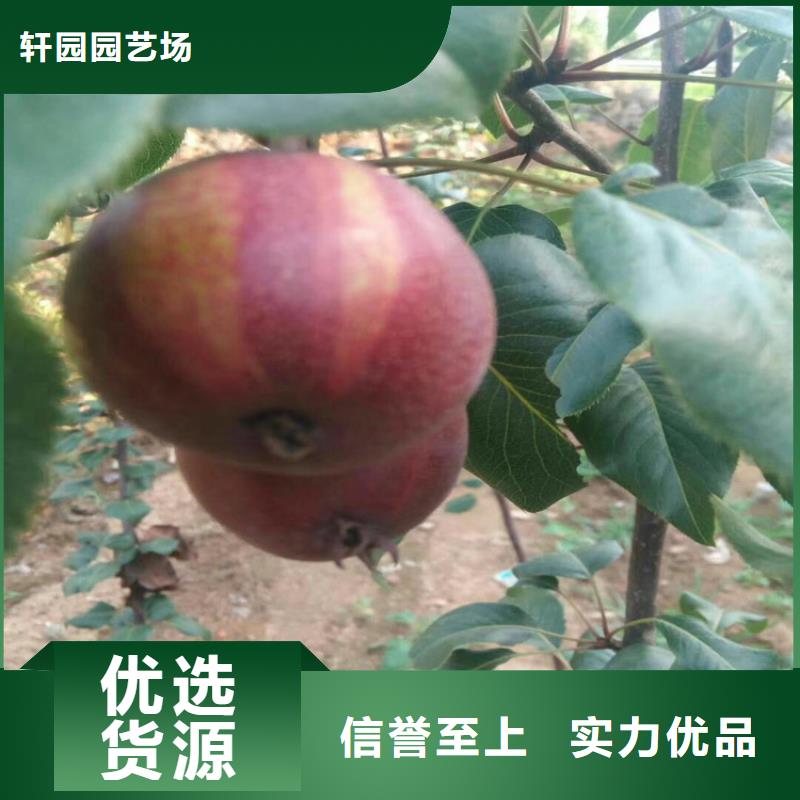 早酥紅梨苗怎么賣批發(fā)零售