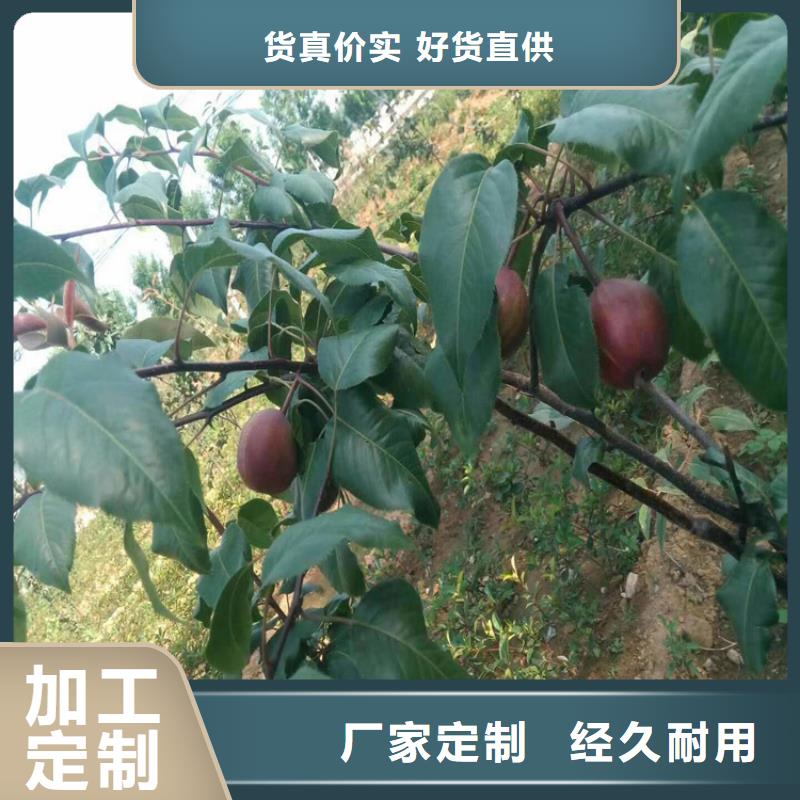 翠冠梨苗嫁接方法及時間/軒園園藝場