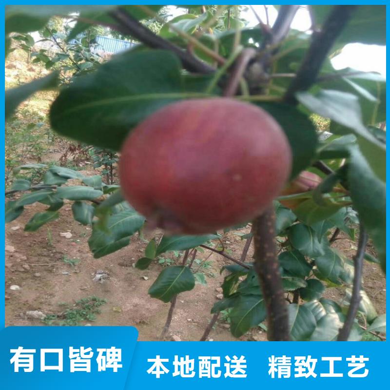 梨樹【櫻桃苗】工期短發貨快