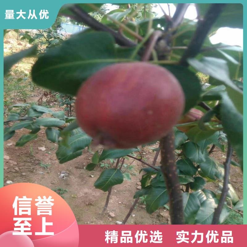 紅梨樹苗量多優(yōu)惠