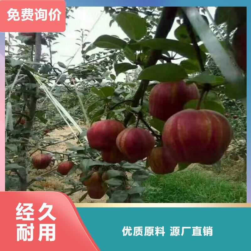 梨樹蘋果苗實力廠商