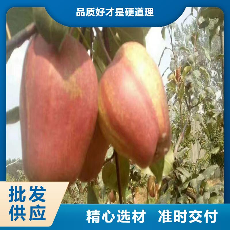 梨樹櫻桃苗好產品有口碑