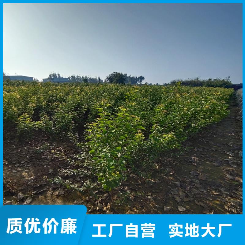 梨樹櫻桃苗一站式采購
