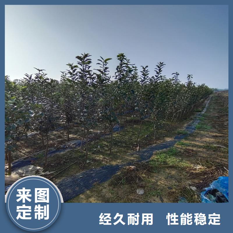 【梨树】苹果苗多种规格供您选择