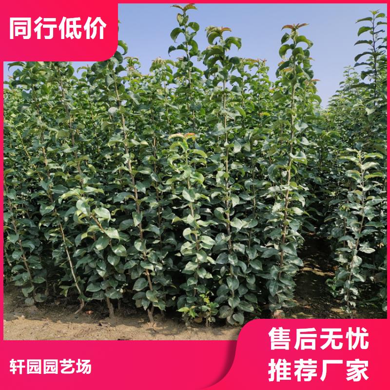 梨樹,櫻桃苗一對一為您服務