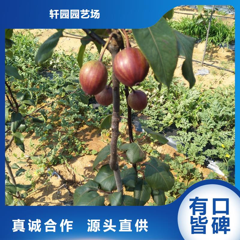 紅梨樹苗量多優(yōu)惠