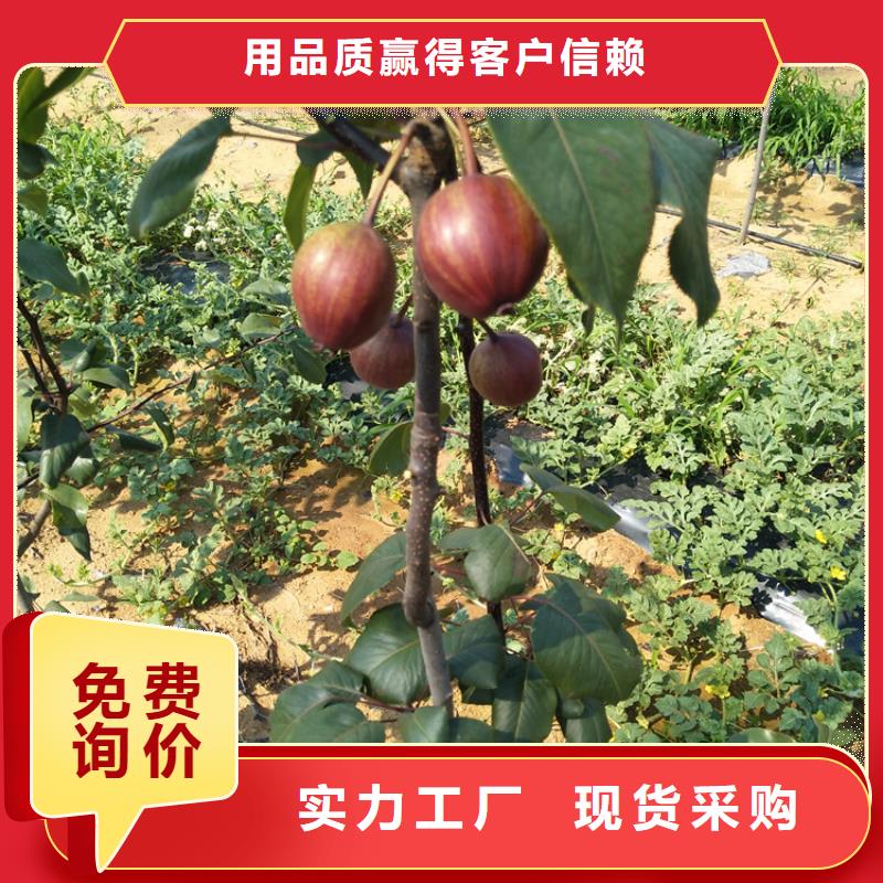 紅梨苗規格