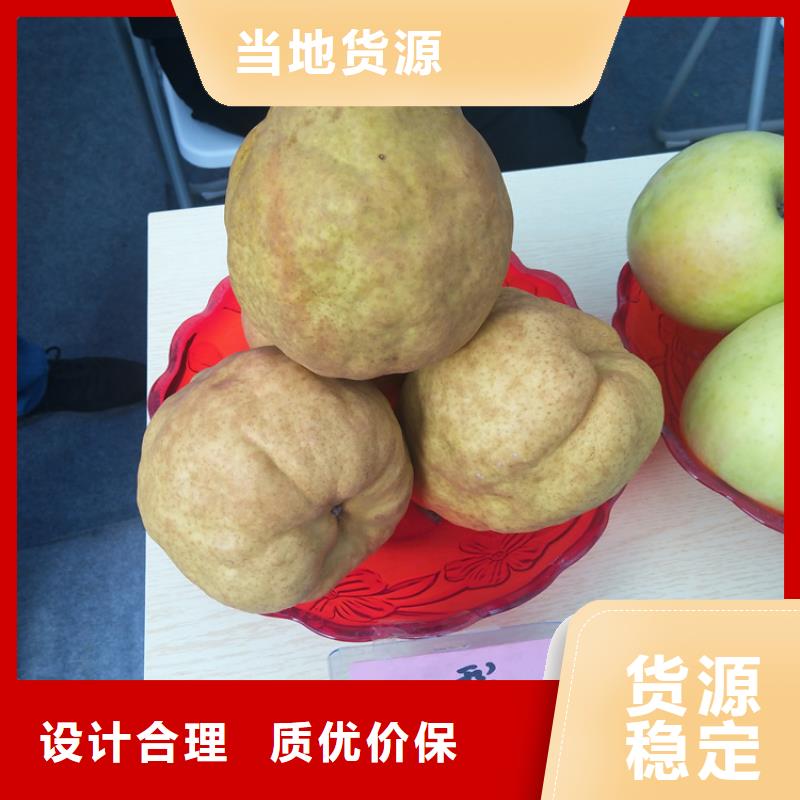 【梨樹】,北美冬青分類和特點