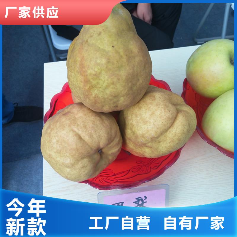 紅梨樹苗一畝地多少棵
