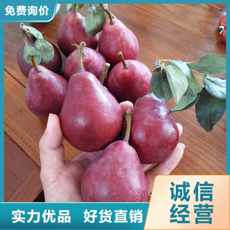 紅梨苗一畝地多少棵
