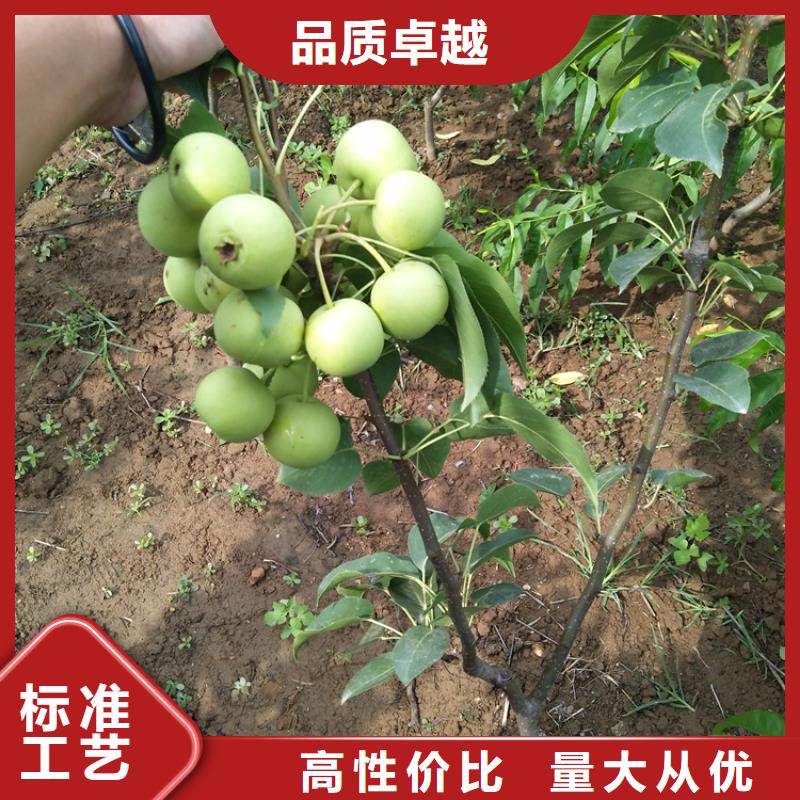 【梨樹】,北美冬青分類和特點