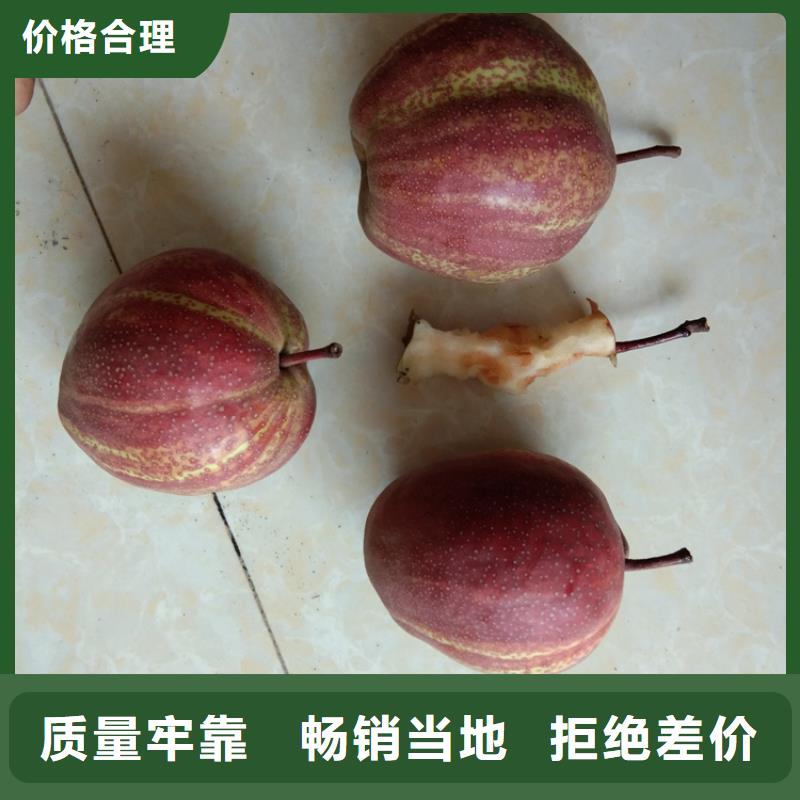 彩虹梨樹苗量多優惠